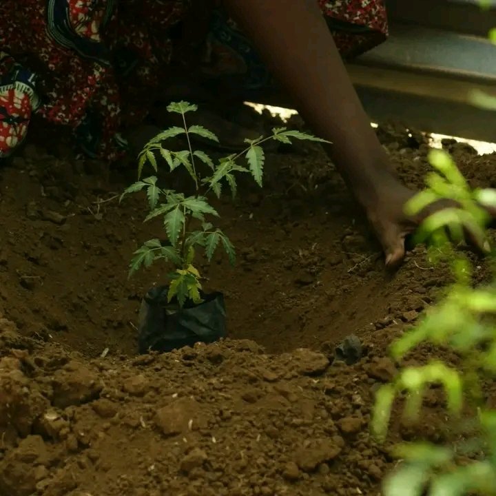 Climate Action and Environmental Protection